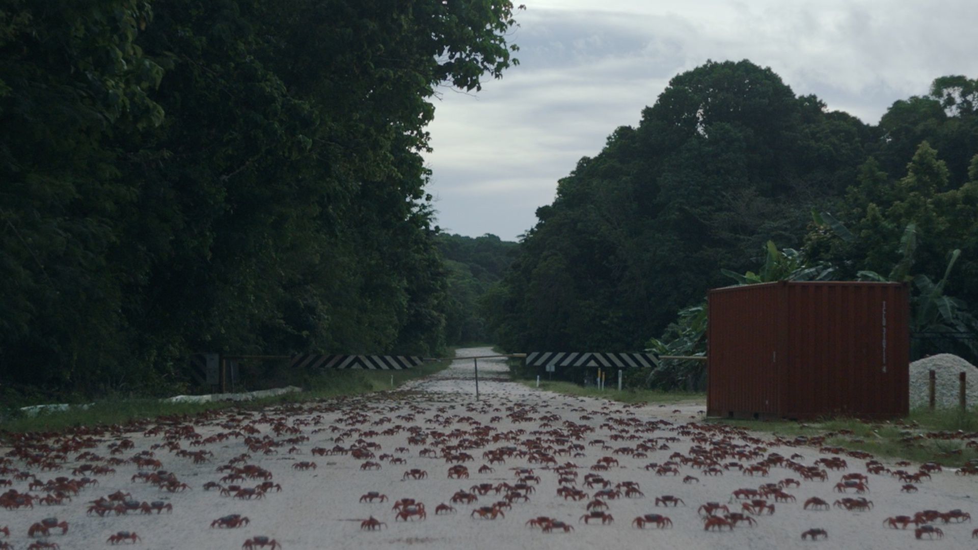 True/False Island of the Hungry Ghosts (Poh Lin Lee)